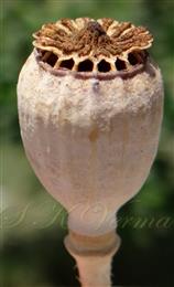  Capsule